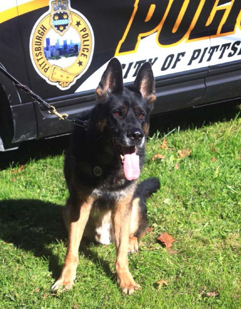 Pittsburgh-K-9-Officer-Rocco