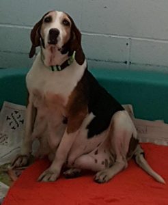 13567288_1122587781134277_3423903770638413606_n