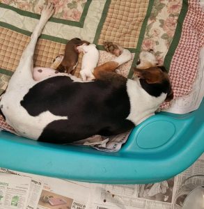 13645233_1122587787800943_3832014333926732661_n