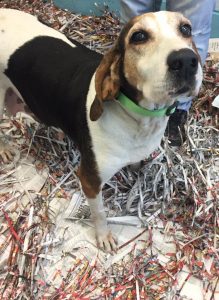 13726590_1126260050767050_8970079671637503138_n