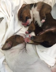 13726823_1126260057433716_8481979281971756427_n